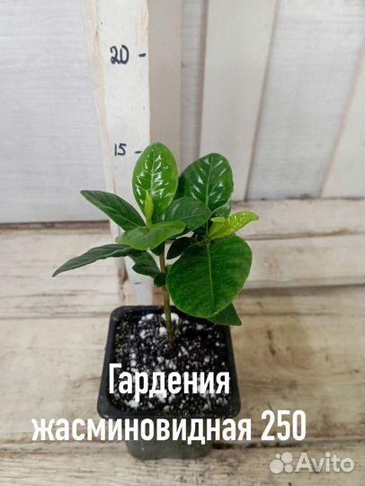 Комнатные цветы растение гардения жасминовидная
