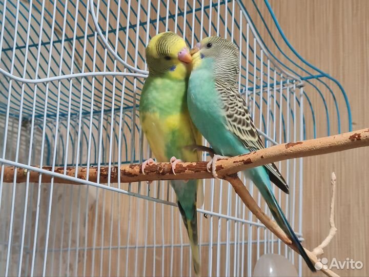 Волнистый попугай