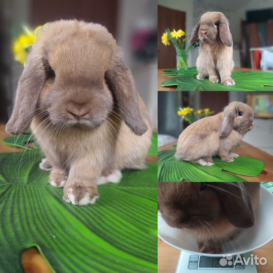 Шикарные вислоухие крольчата