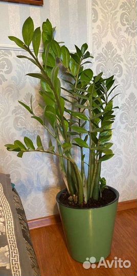 Замиокулькас