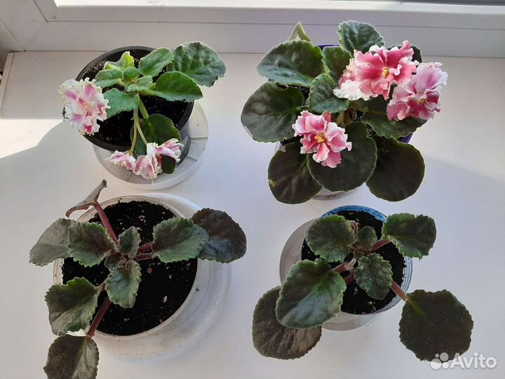 Фиалки сортовые