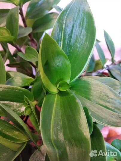 Традесканции 3 вида