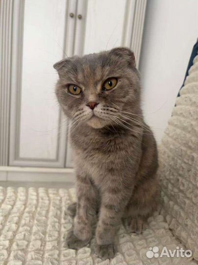 Шотландская стерилизованная кошечка ищет семью
