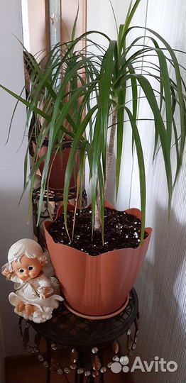 Комнатное растение Драцена