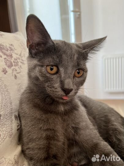 Гостиница для животных