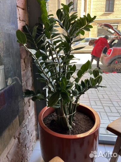 Замиокулькас с кашпо