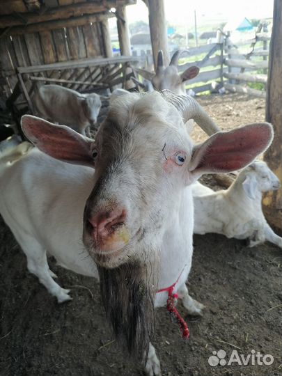 Продается зааненский козел