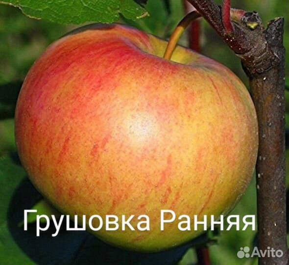 Саженцы яблонь