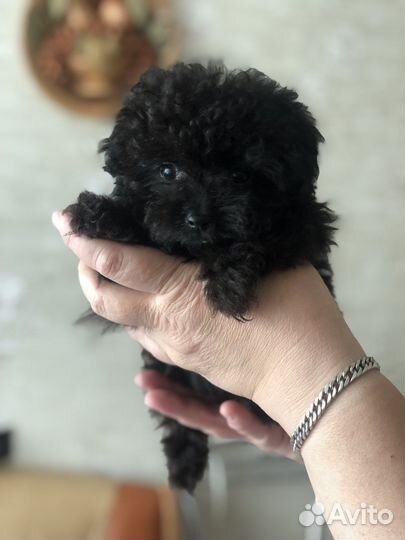 Тикап мальтипу f1 мини