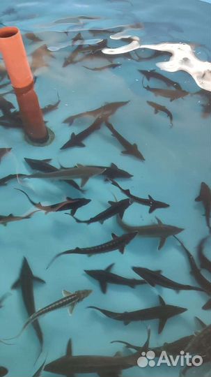 Царская рыба