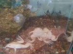 Шпорцевые лягушки с аквариумомом