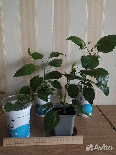 Гибискус китайская роза