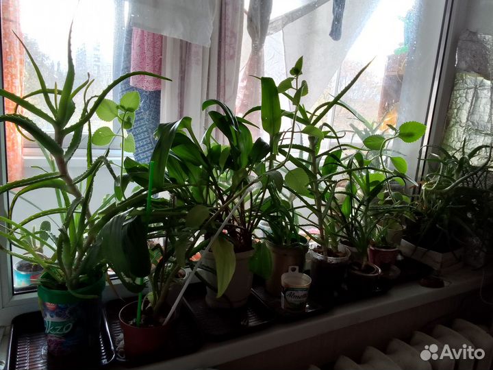 Цветы комнатные