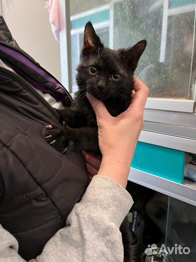 Маленький котенок бесплатно из приюта