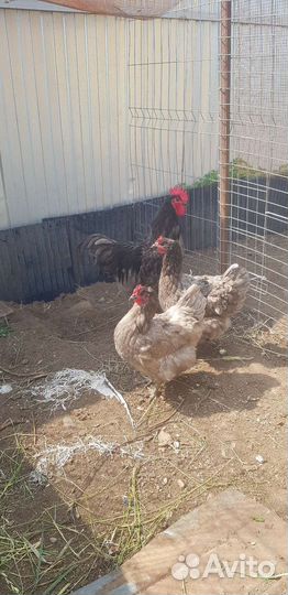 Инкубационное яйцо китайская шелковая курица