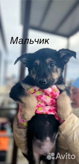 Джоник ищет дом