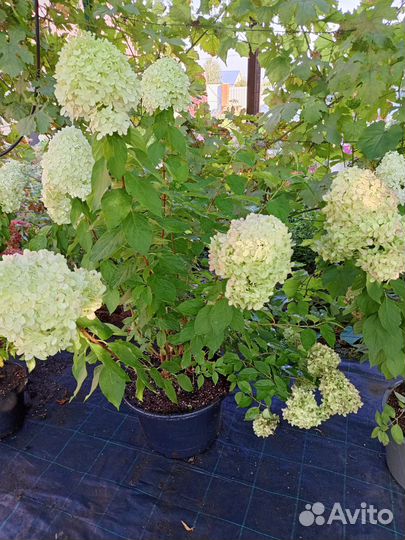Гортензия Лайм Лайт
