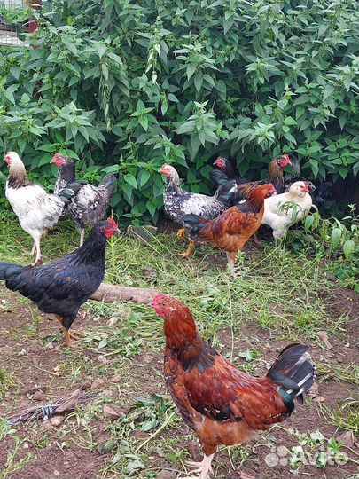 Молодые петушки