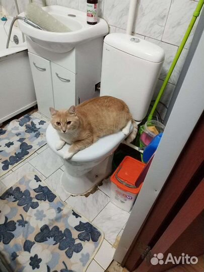 Рыжий кот в добрые руки