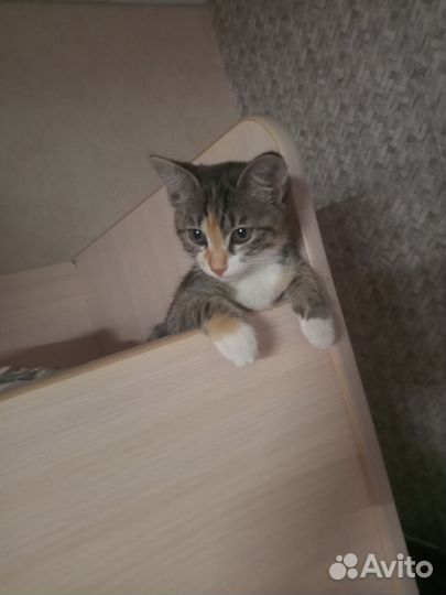 Отдам кису в добрые руки