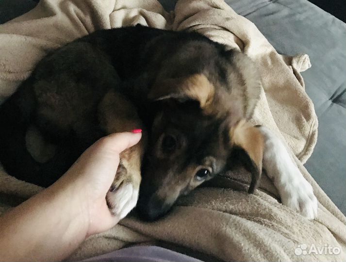 Отдам в добрые руки