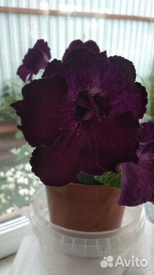 Стрептокарпусы