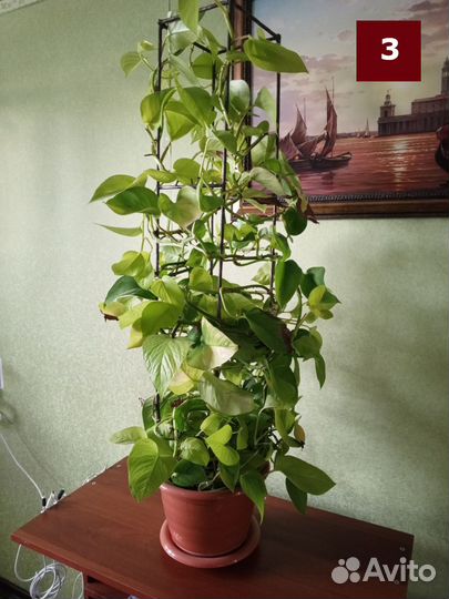 Сциндапсус (эпипремнум) на металлической стелле