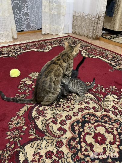 Бенгальские котята