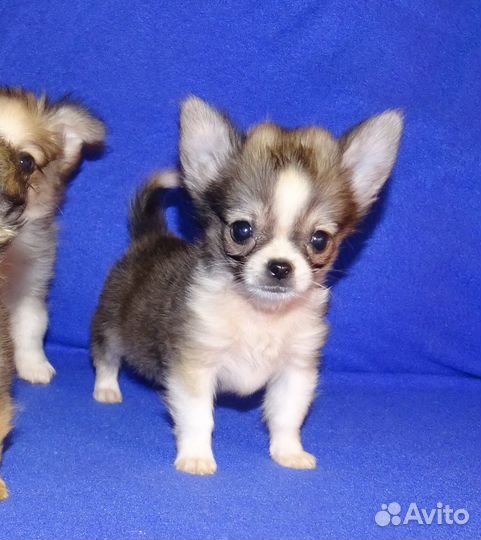 Чихуахуа щенки, мальчики