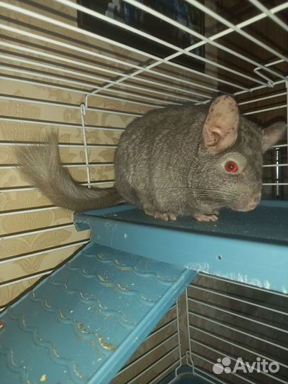 Шиншилла с клеткой