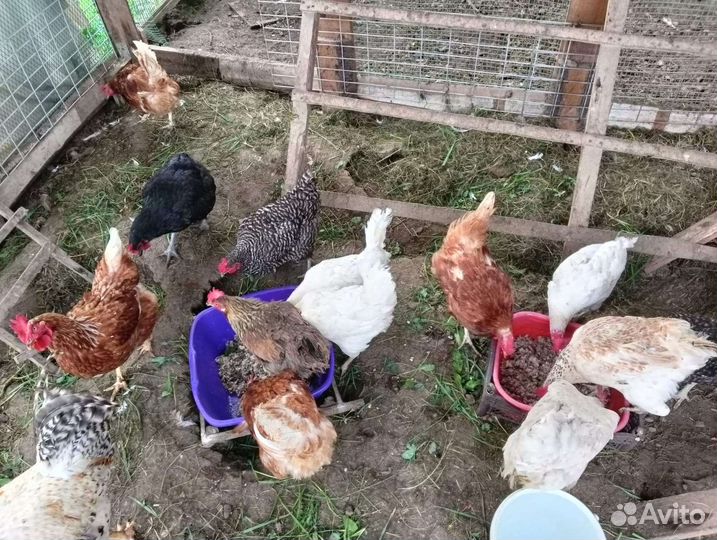 Куры несушки