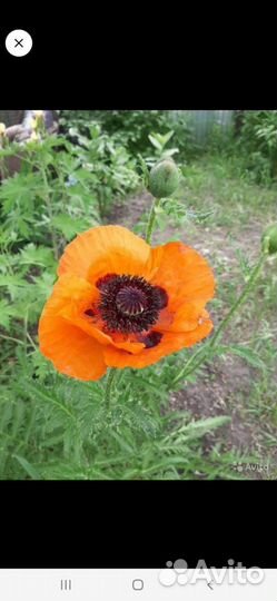 Многолетники