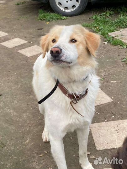 Пушок в добрые ручки