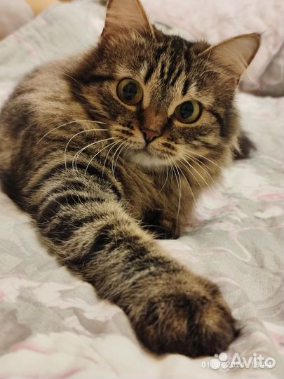 Пушистая кошечка