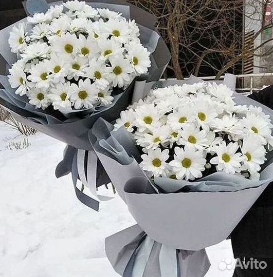 Хризантема