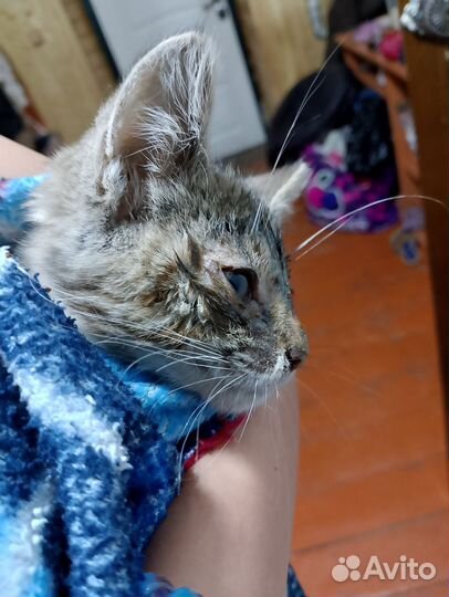 Котенок девочка в добрые руки