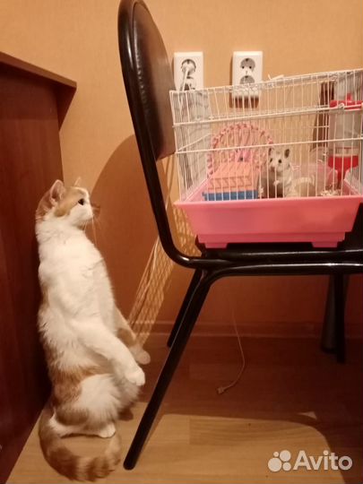 Передержка домашних животных