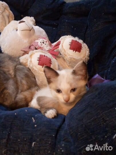 Малышка ищет дом, где ласка и любовь