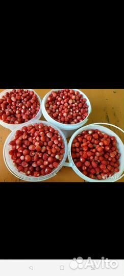 Земляника лесная