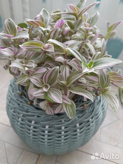 Традесканция розовый холм