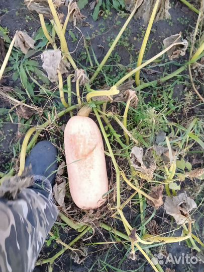 Тыква продуктовая