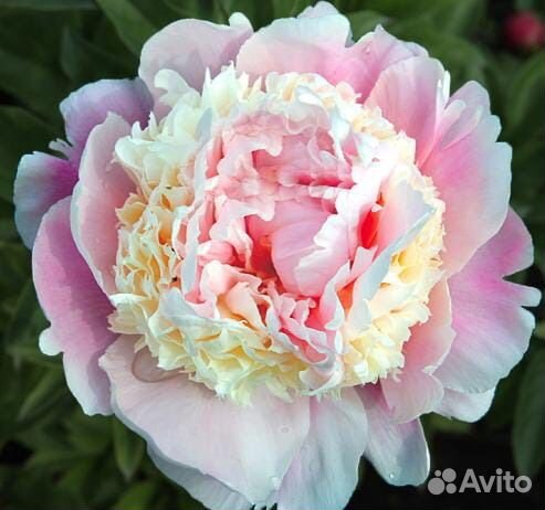 Пион,Филомель