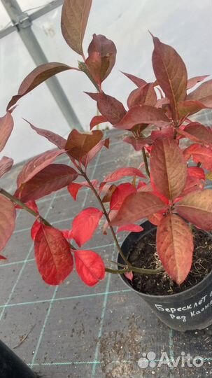 Бересклет Ред Каскад