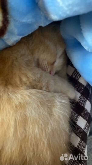 Котенок 1,5 отдвм в добрые руки