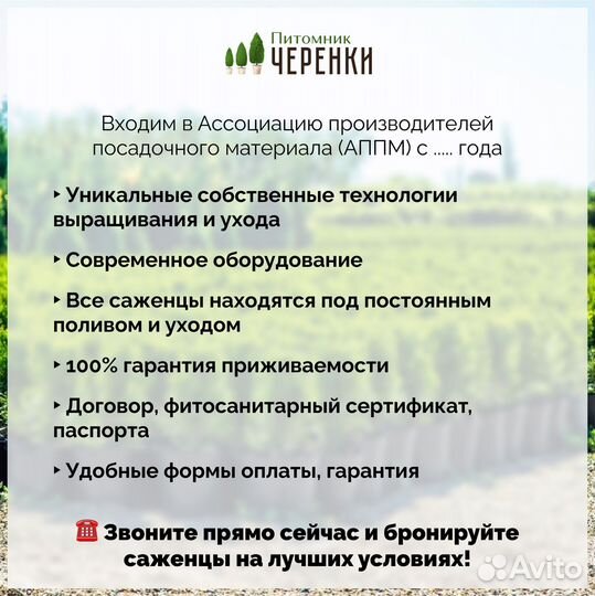 Черенки туй оптом