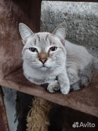 Кошечка в добрые руки