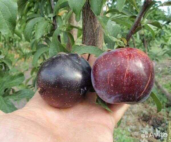 Диплоидная слива Глобус