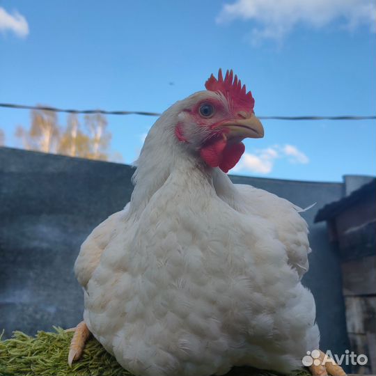 Мясо кур- бройлеров, розницу и опт,домашняя курица