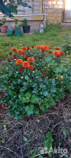 Хризантемы мультифлора