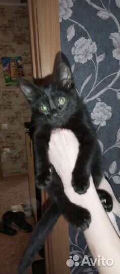Кошка в дар